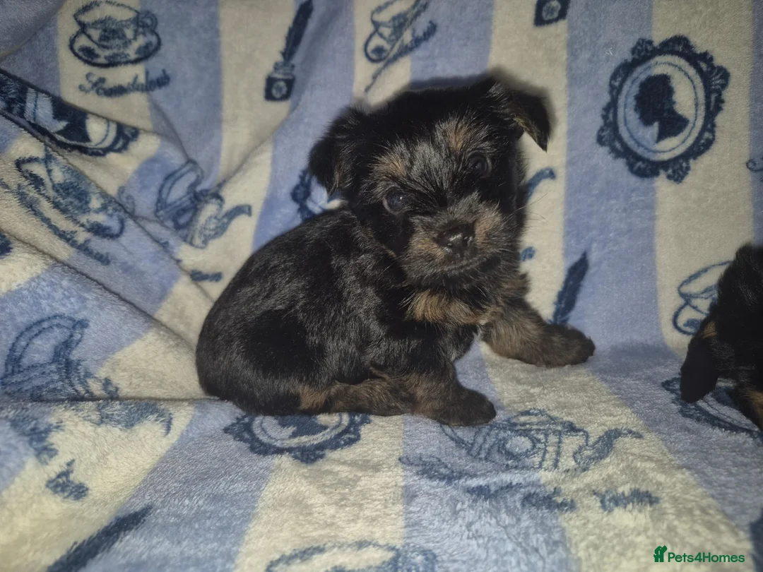 Yorkshire Terrier dogs for sale: Beautiful Yorkshire Terrier Puppys  - Advert 2