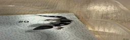 Leopard Gecko reptiles for sale: Baby leopard geckos - Advert 9