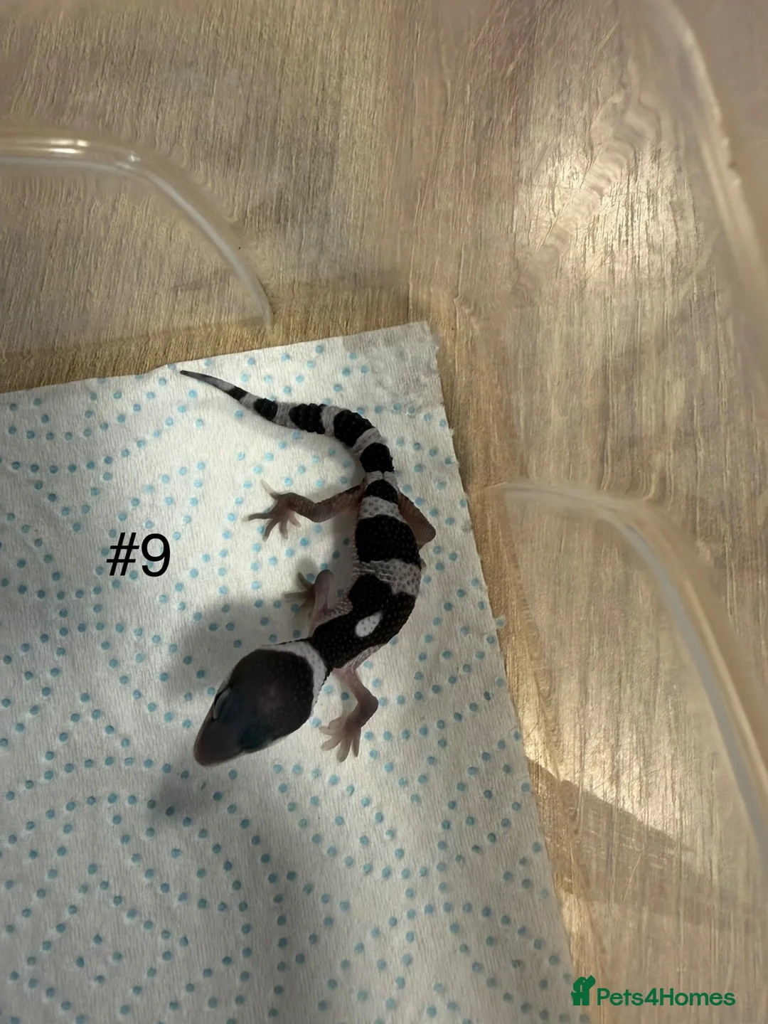 Leopard Gecko reptiles for sale: Baby leopard geckos - Advert 9