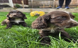 Cocker Spaniel dogs for sale: Show cocker spaniels  - Image 7