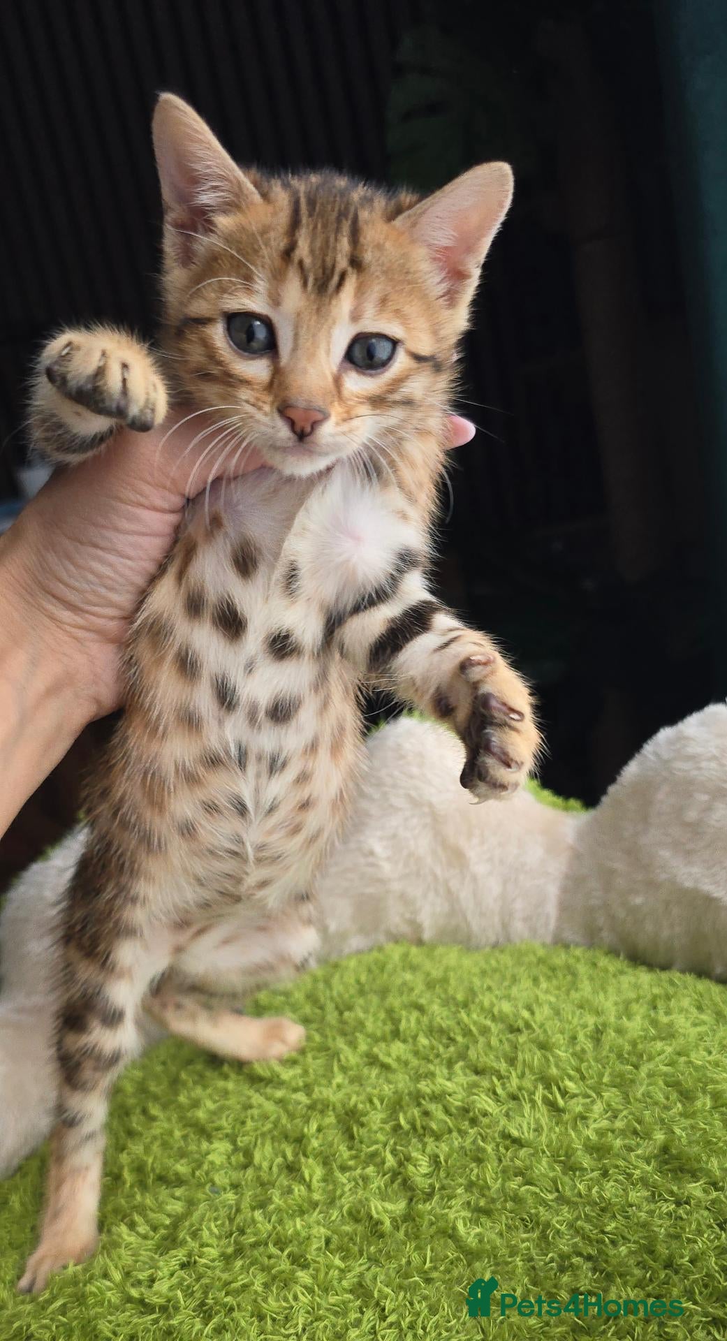 Bengal cats Outstanding rosetted brown bengal girls left 🔥 - Advert 16