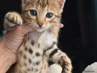 Bengal cats Outstanding rosetted brown bengal girls left 🔥 - Advert 16