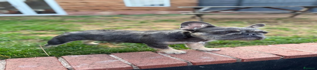 French Bulldog Puppy 2