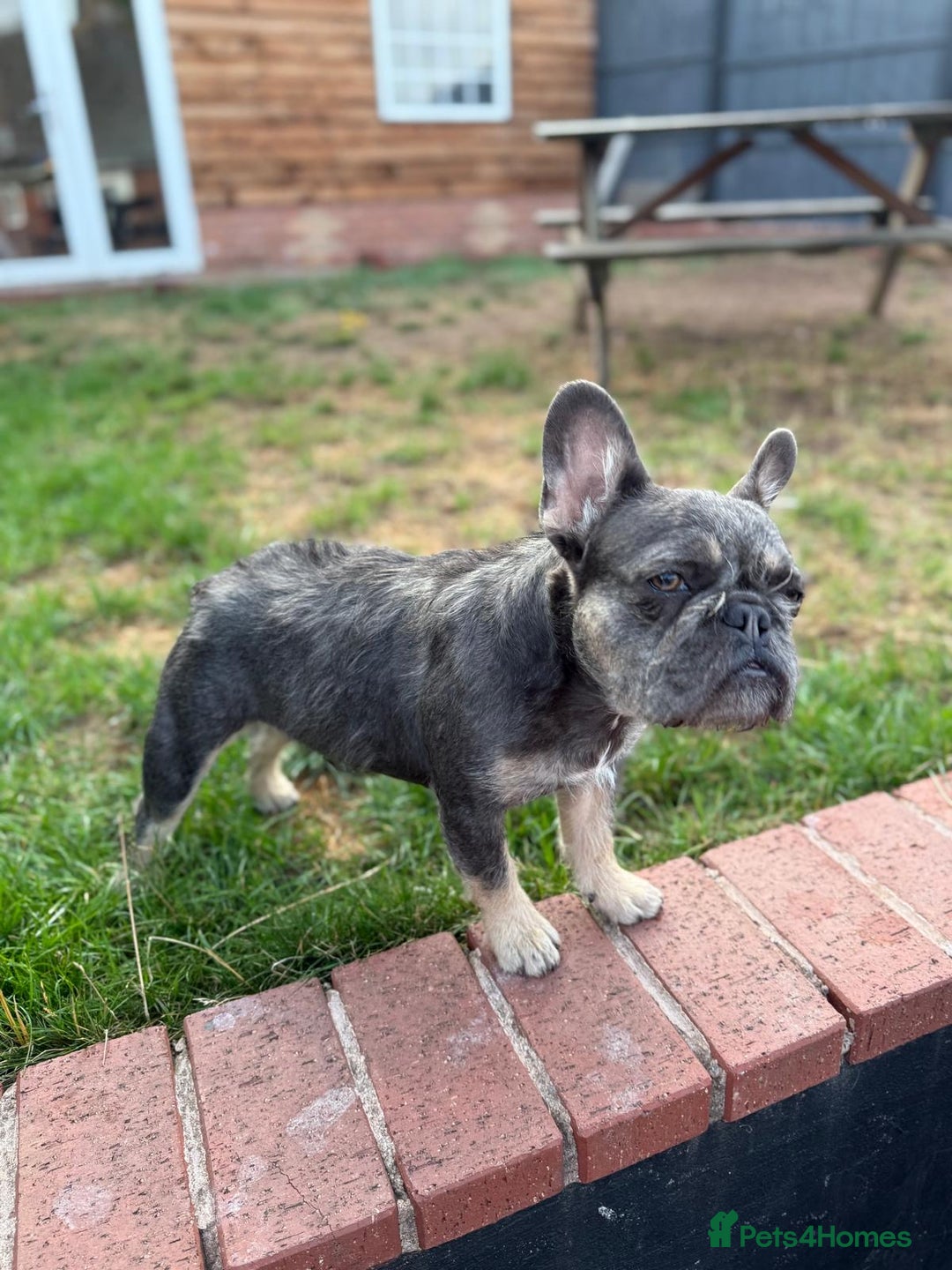French Bulldog dogs for sale: Wirehair/fluffy French bulldog  - Image 2