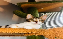 British Shorthair cats for sale: Two beautiful sisters cats  - Advert 3