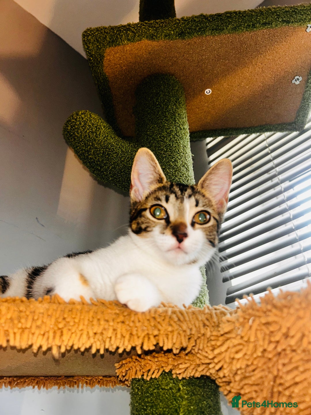 British Shorthair cats for sale: Two beautiful sisters cats  - Advert 3