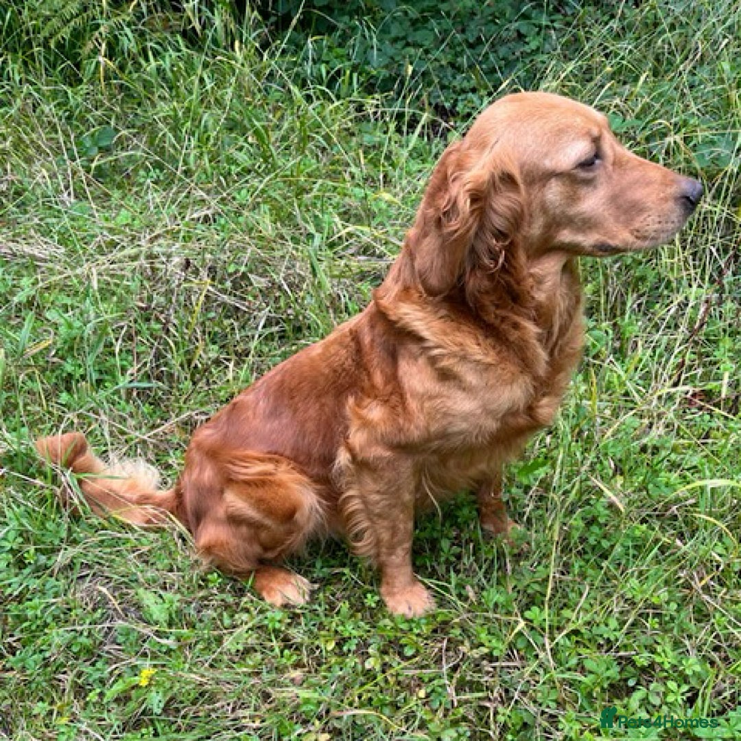 Golden Retriever dogs for sale: 1st Class ⭐️⭐️⭐️⭐️⭐️ Licensed - Advert 2