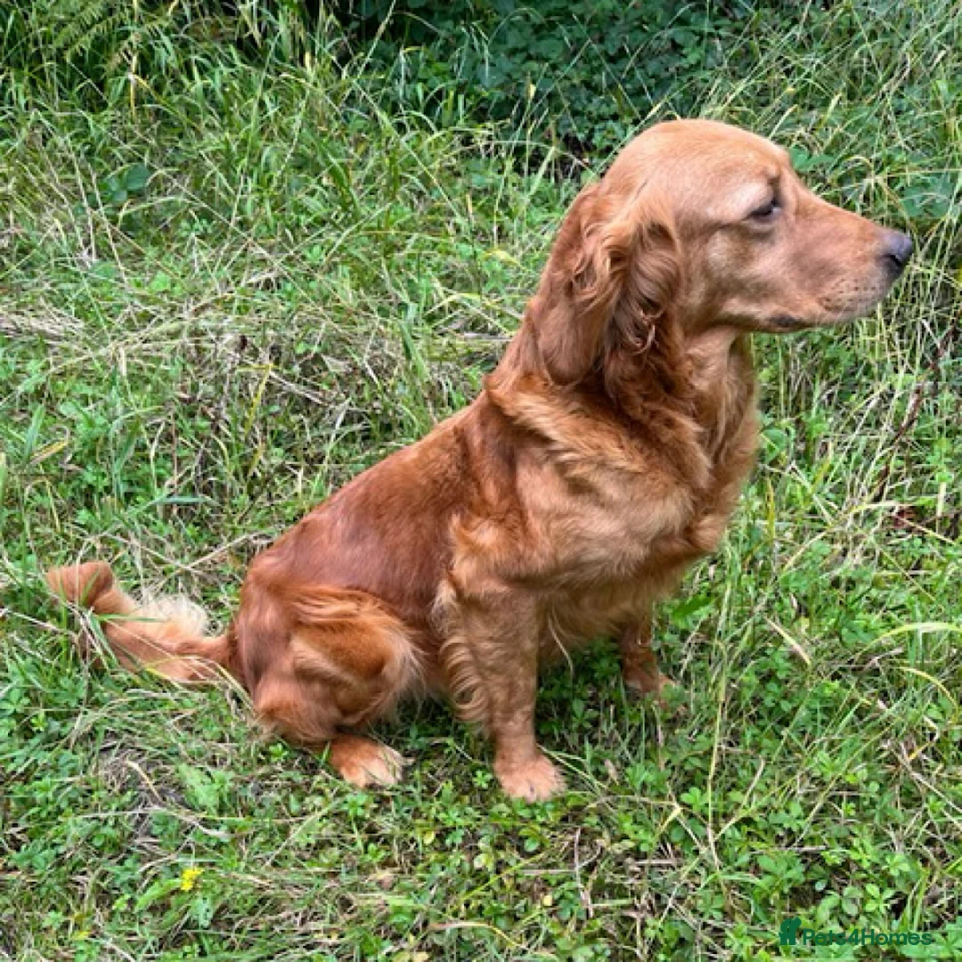 Golden Retriever dogs for sale: Available Immediately! - Advert 2