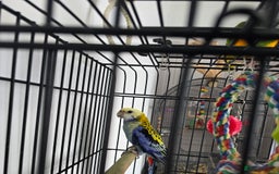 Parrots birds for sale: Pale Headed Rosella  - Image 2