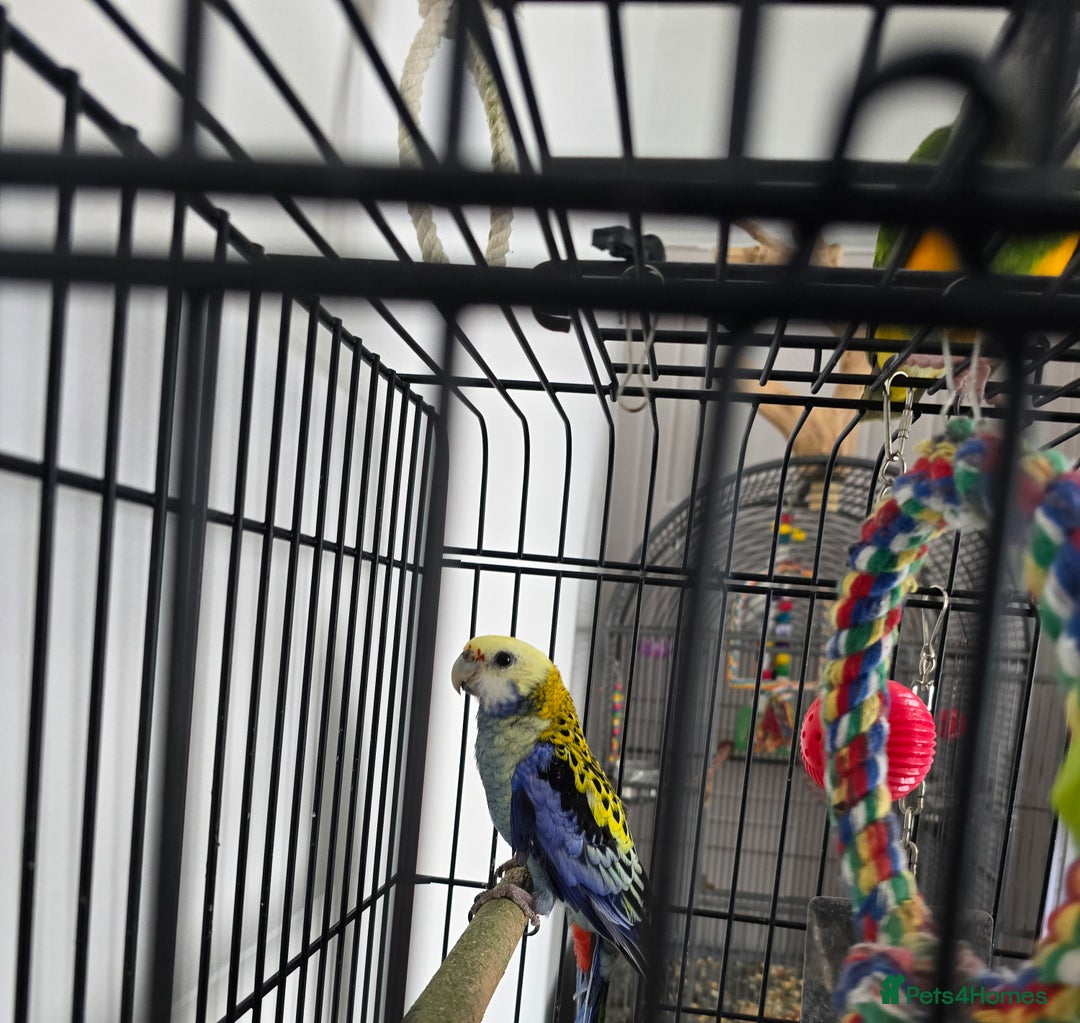 Parrots birds for sale: Pale Headed Rosella  - Image 2