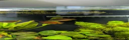 Gouramis fish for sale: 3x Honey gourami   in Totnes - Advert 3