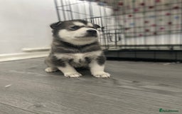 Siberian Husky dogs for sale: Full breed husky puppies - Image 8