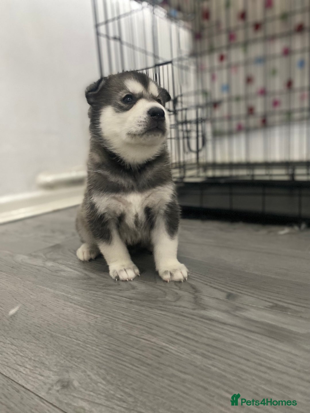 Siberian Husky dogs for sale: Full breed husky puppies - Image 8