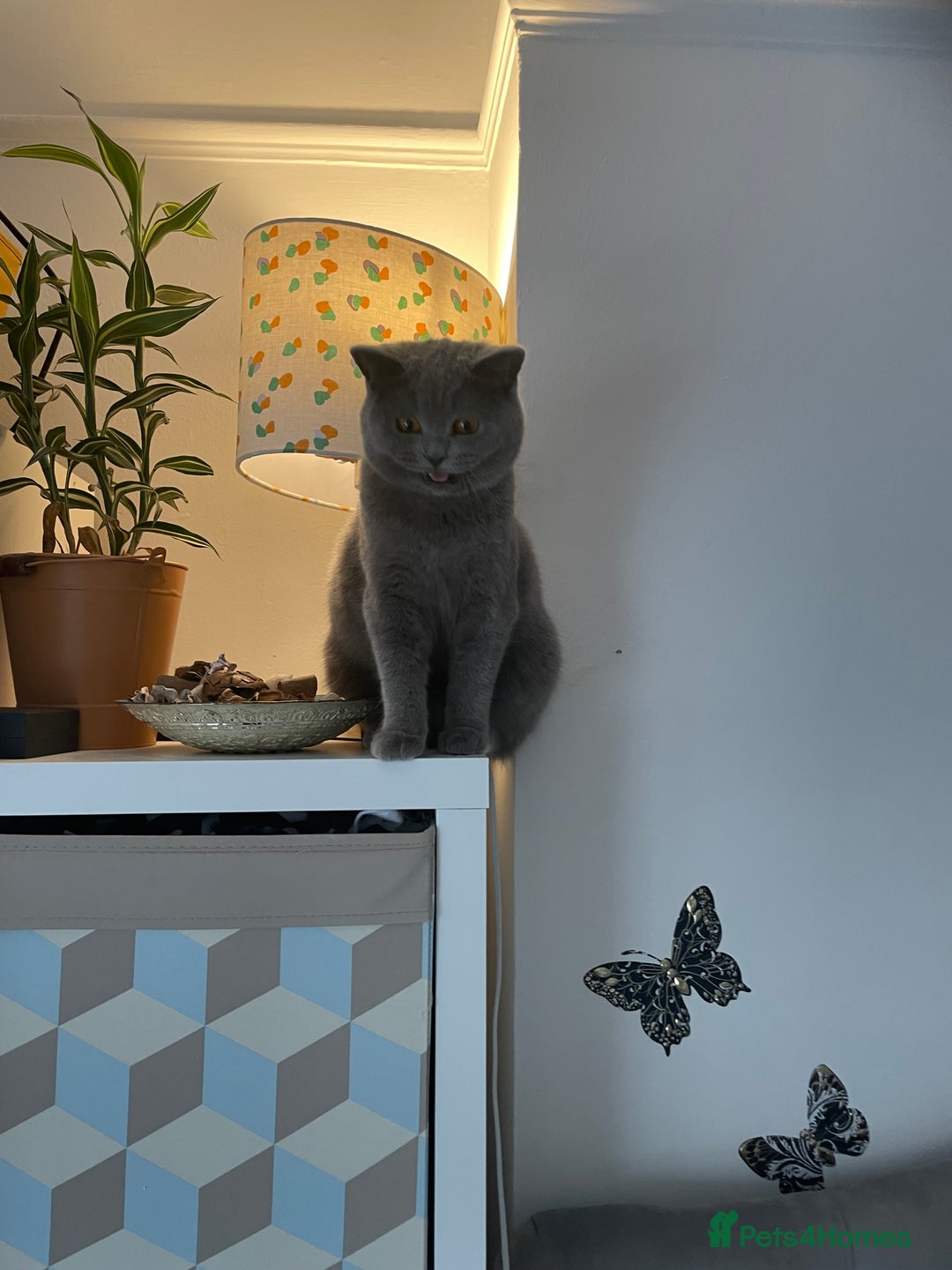 British Shorthair cats for sale: British short hair cute  - Advert 11