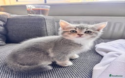 Scottish Fold cats for sale: Stunning Smokey Scottish fold/straight Girl.  - Image 1