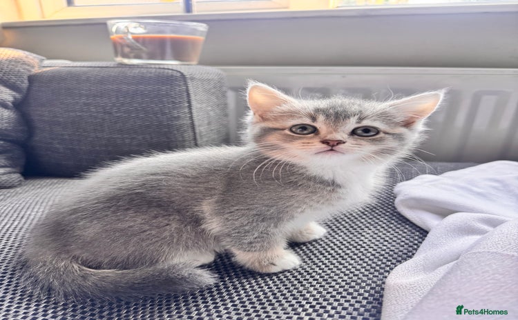 Scottish Fold cats - Advert 1
