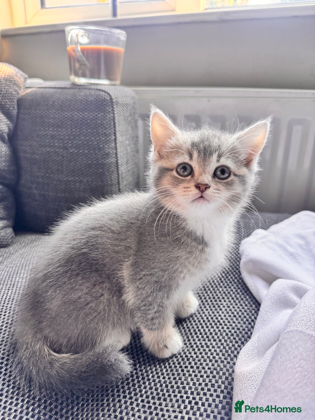 Scottish Fold cats for sale: Stunning Smokey Scottish fold/straight Girl.  - Image 1