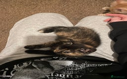 Mixed Breed cats for sale: 2 Beautiful Black (and ginger spots) Girl Kittens - Image 7