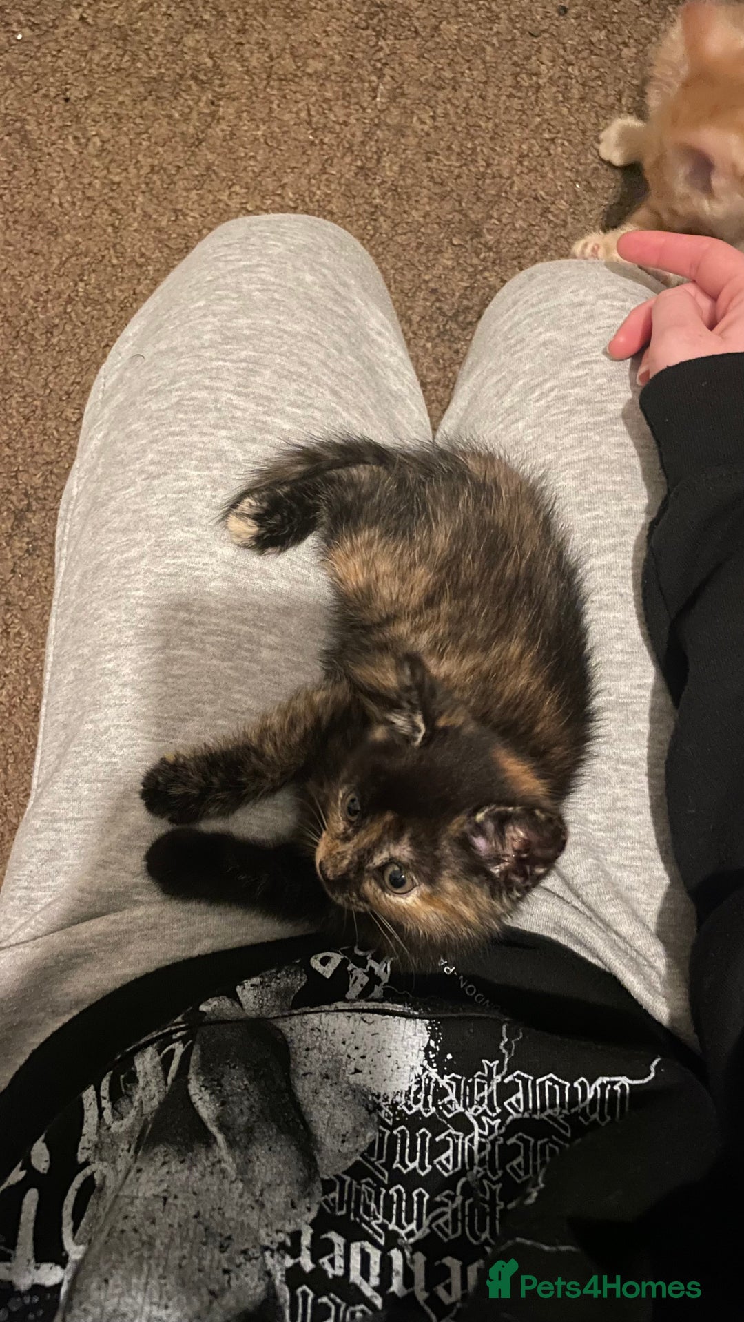 Mixed Breed cats for sale: 2 Beautiful Black (and ginger spots) Girl Kittens - Image 7