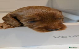 Cockapoo dogs for sale: 1 Beautiful Fox Red Boy Cockapoo Left  - Advert 9