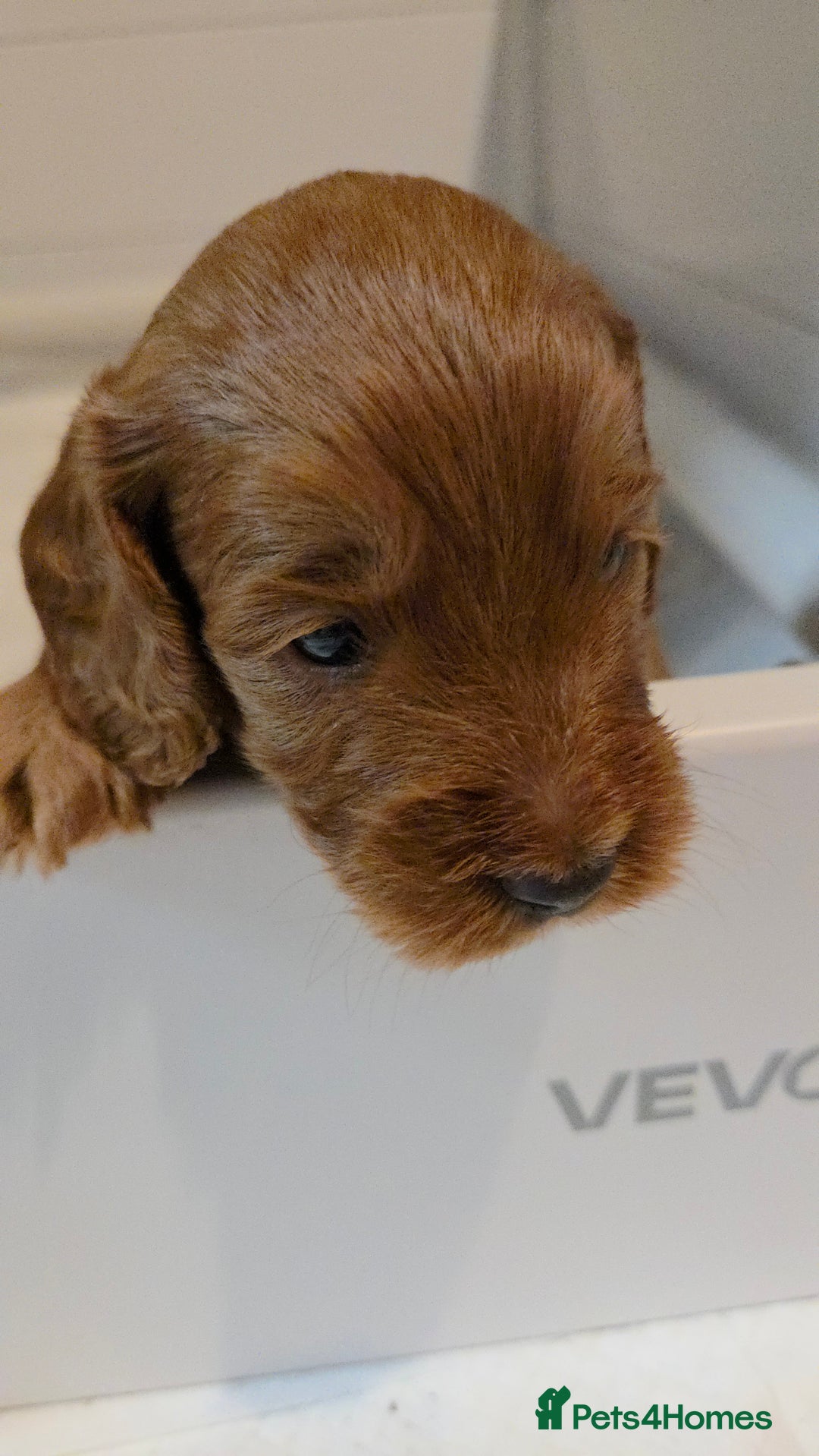 Cockapoo dogs for sale: 1 Beautiful Fox Red Boy Cockapoo Left  - Advert 9