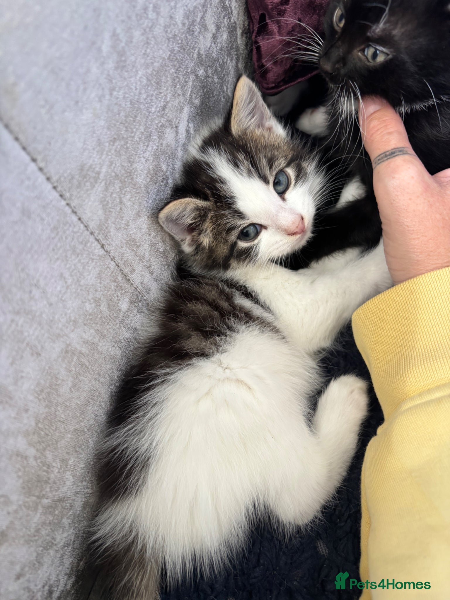 Mixed Breed cats 3 handsome boys  - Advert 1