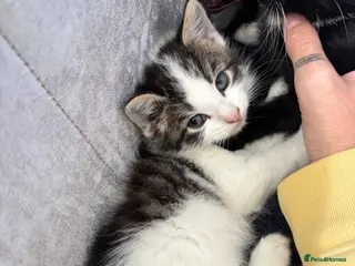 Mixed Breed cats 3 handsome boys - Advert 1