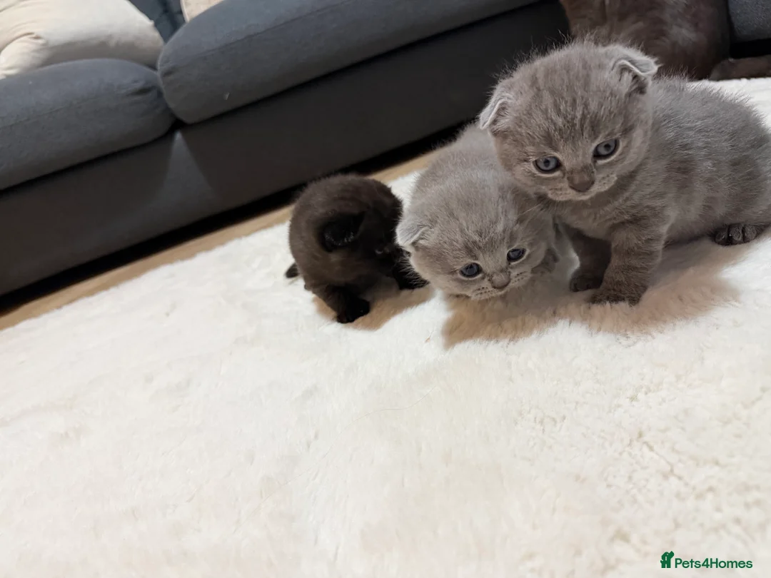 Scottish Fold cats for sale: 3 male Scottish fold kittens - Advert 12