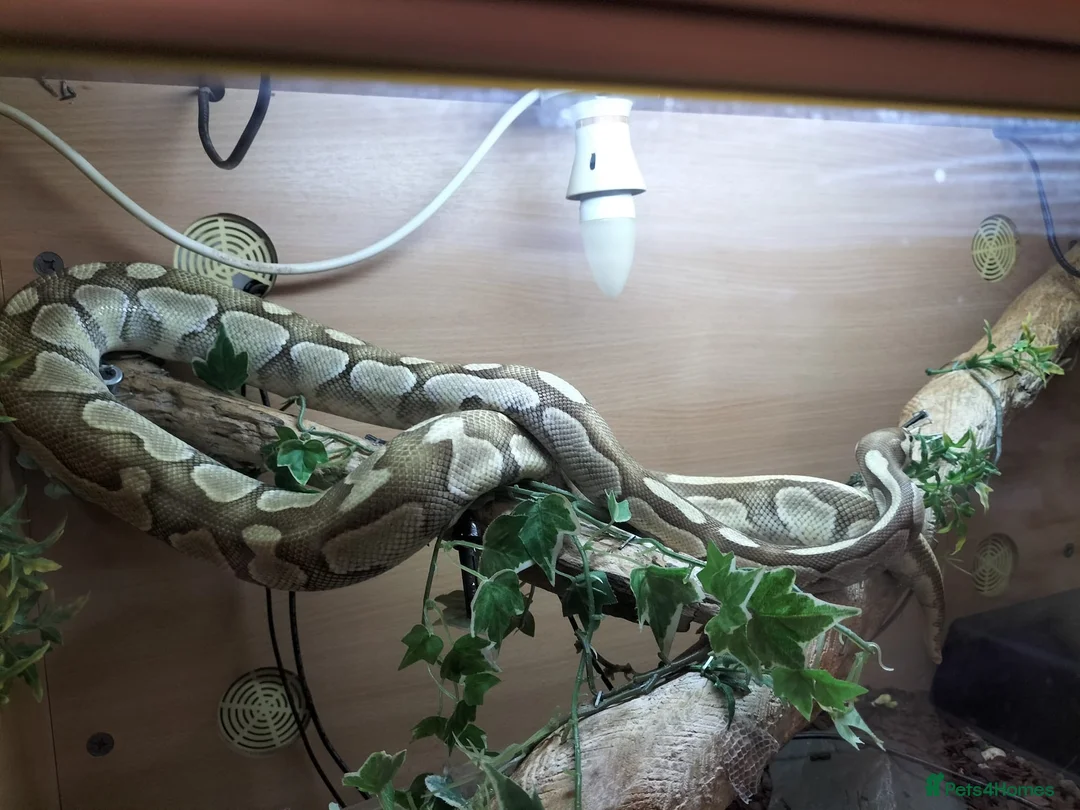Python Snake reptiles for sale: Ball python - Advert 2