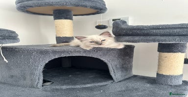 Ragdoll cats - Advert 12