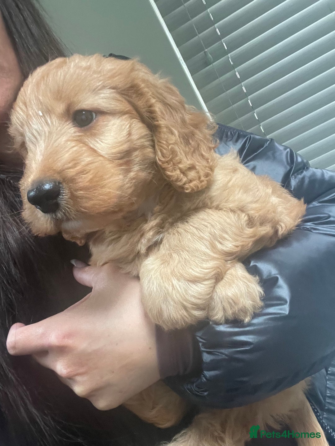 Cockapoo dogs for sale: Beautiful cockerpoo boy  - Image 4