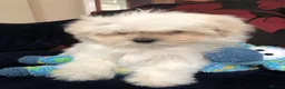 Mixed Breed dogs for sale: shihtzu / bichon x maltese  - Advert 14