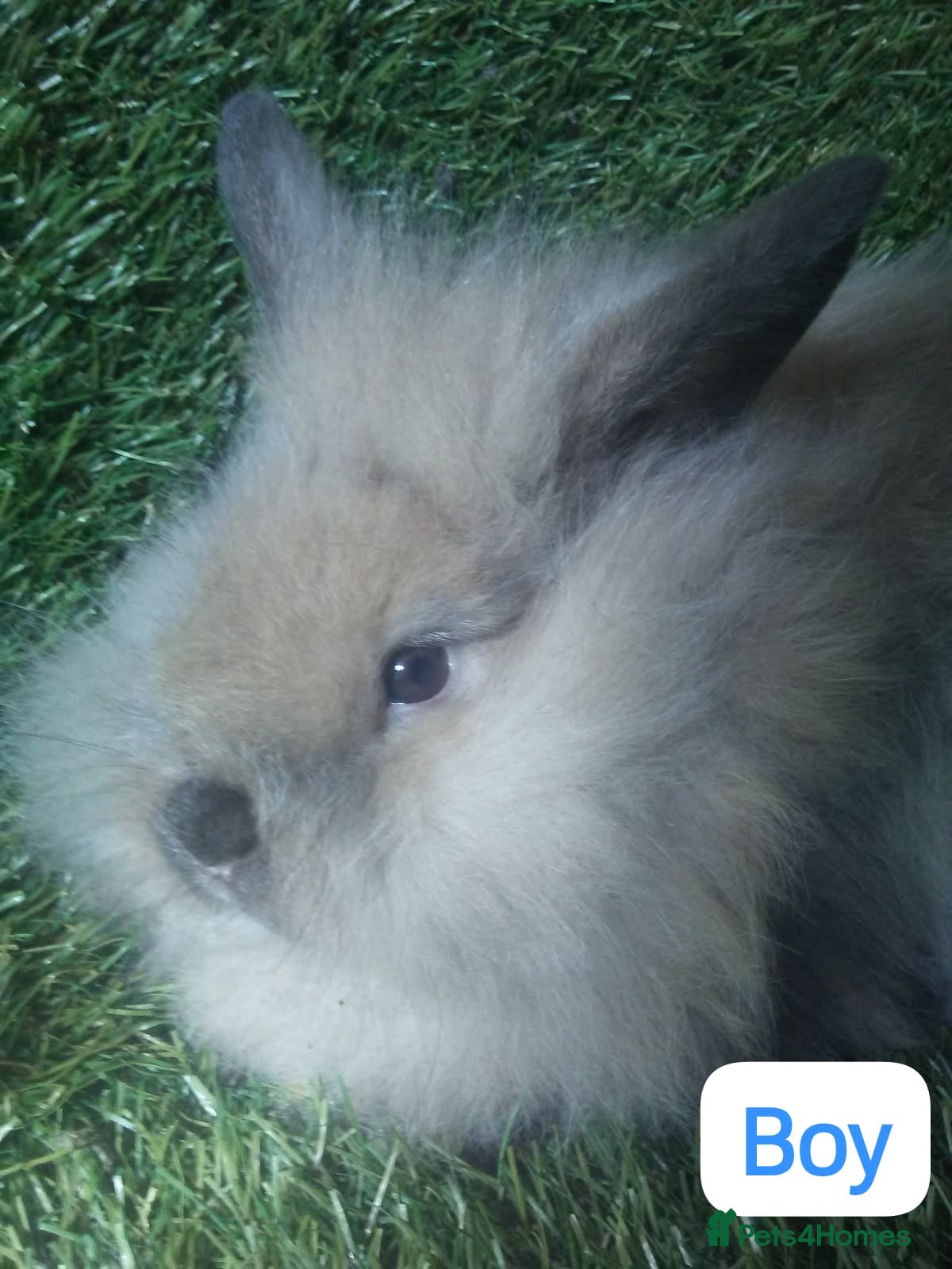 Lionhead rabbits Mini double fluffy lionhead baby rabbits - Advert 3