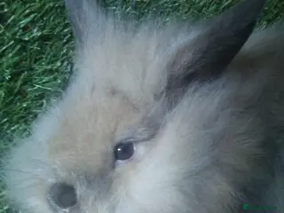 Lionhead rabbits Mini double fluffy lionhead baby rabbits - Advert 2