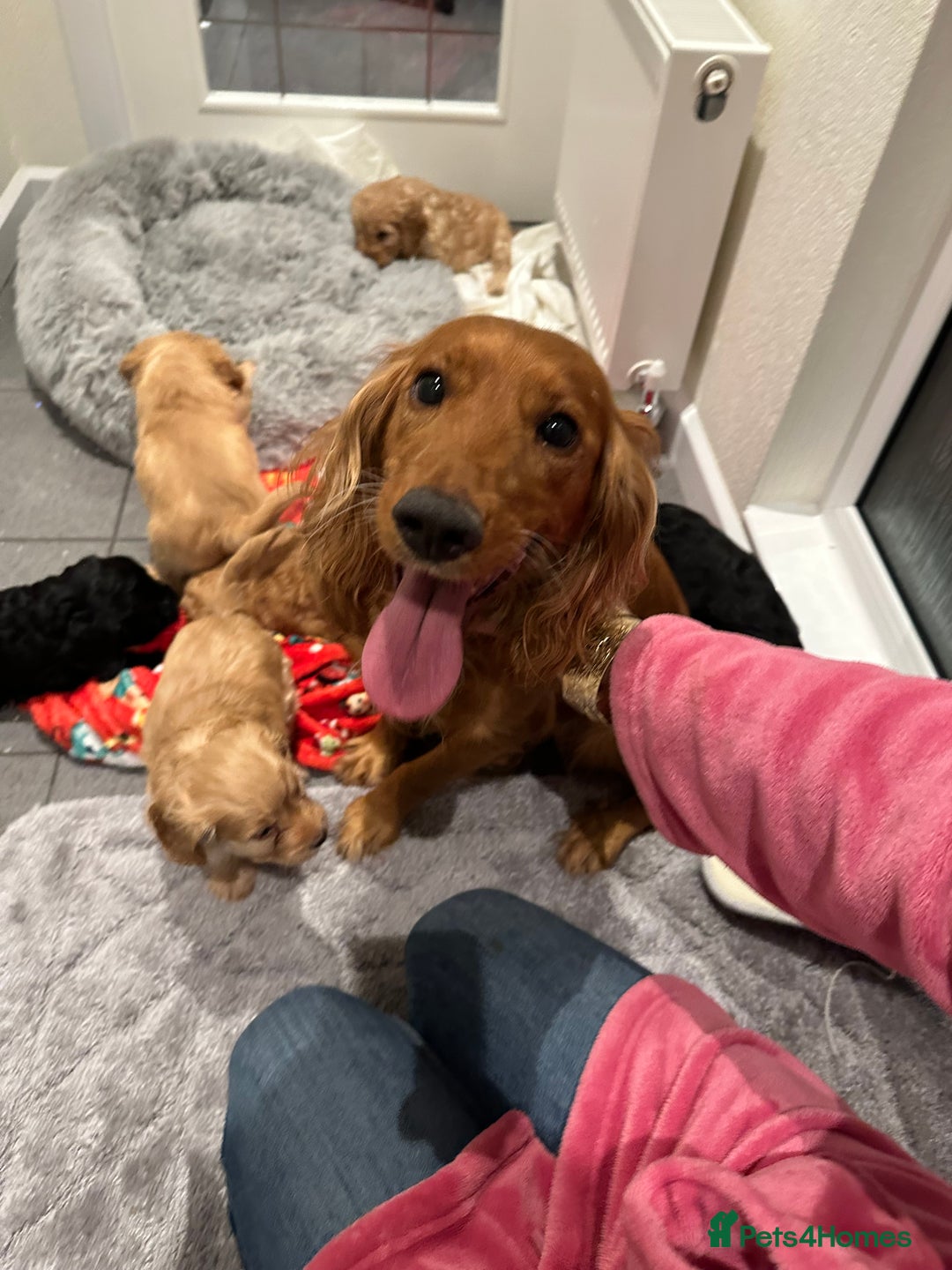 Cockapoo dogs for sale: Adorable beautiful f1 cockerpoo pups - Advert 24