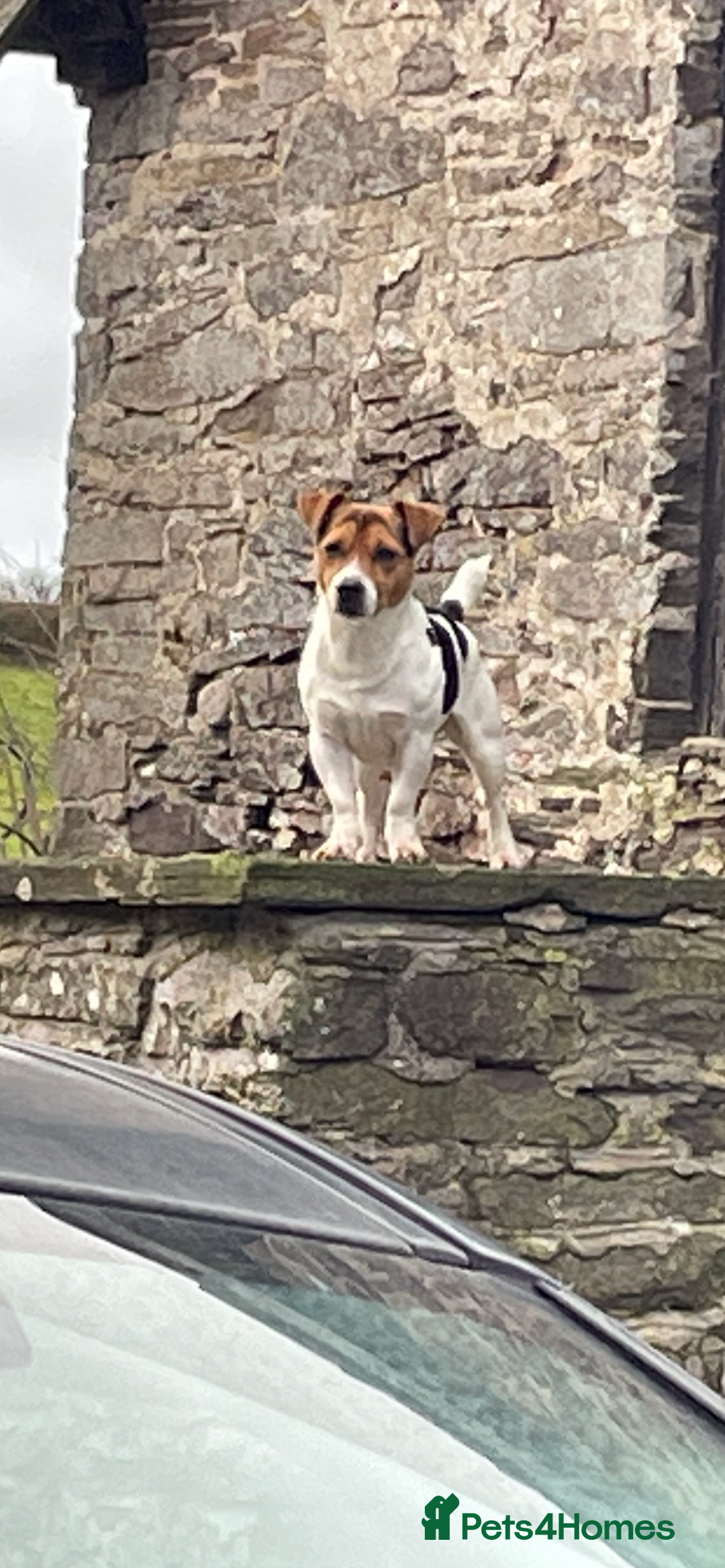 Jack Russell dogs for stud: Jack Russel- For STUD - Image 3