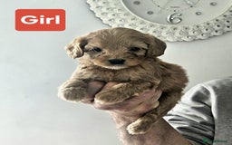 Cavapoo dogs for sale: Miniature cavapoo  - Image 4