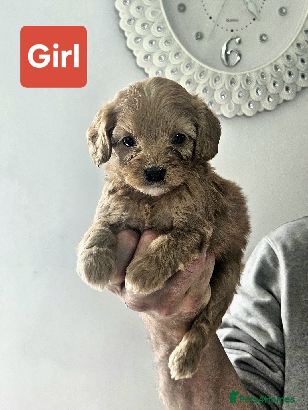 Cavapoo dogs for sale: Miniature cavapoo  - Image 4