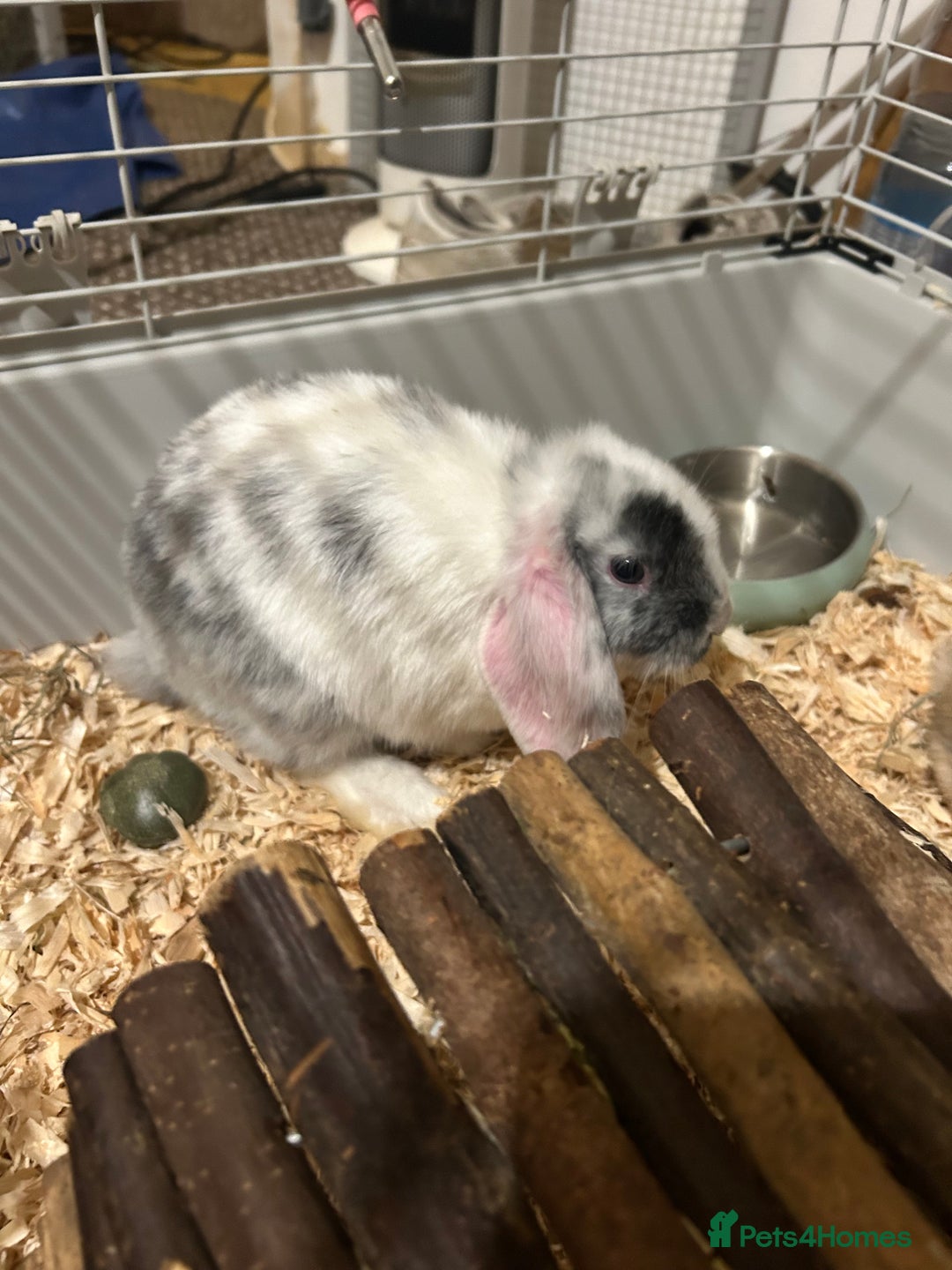 Mixed Breed rabbits for sale: 4x Bunnies for sale  - Advert 15