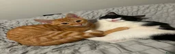Mixed Breed cats for sale: Loving Forever Home Needed for Bonded Kittens - Advert 4