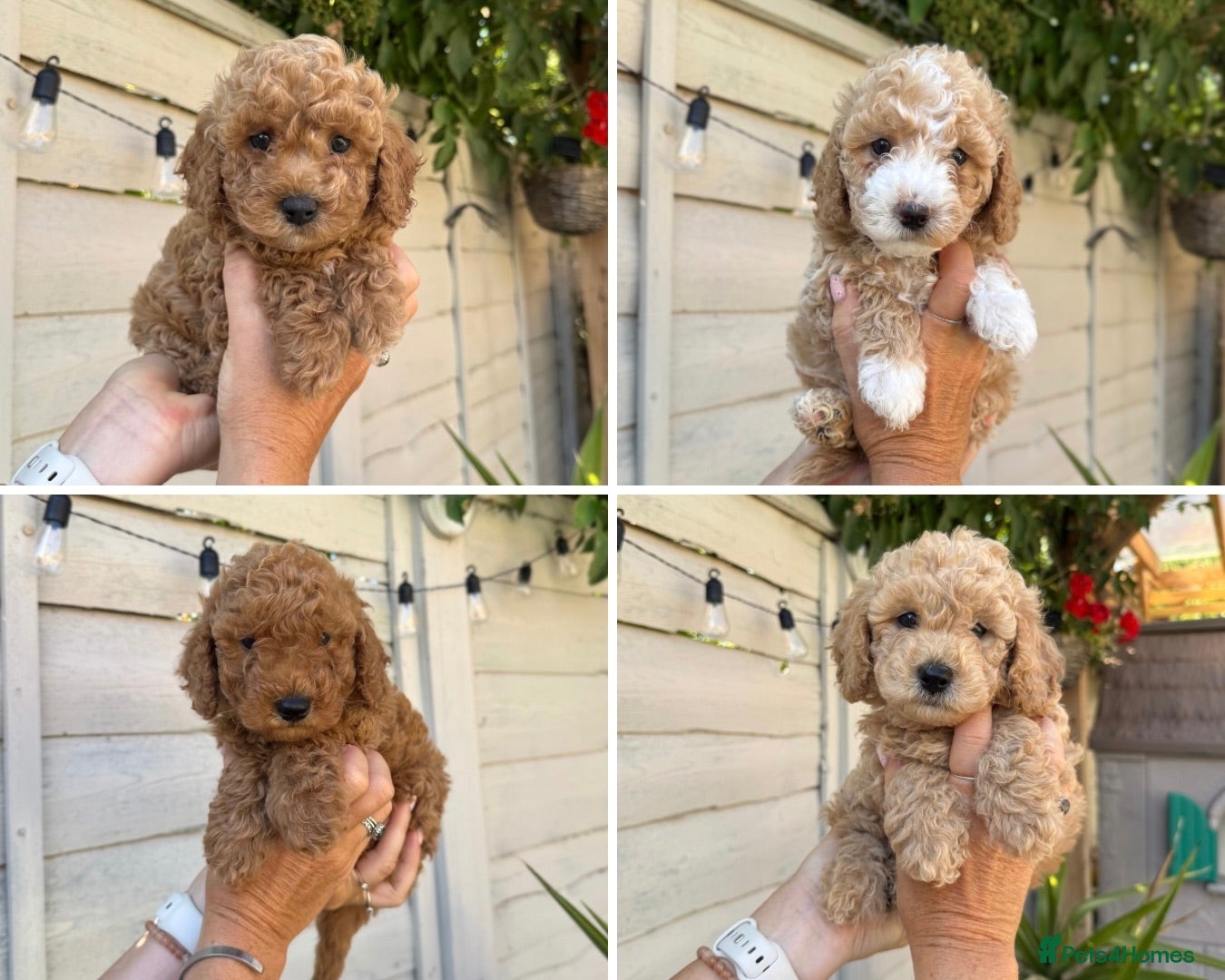 Cavapoo dogs 5 ⭐  Health tested Puppies 🐶  - Advert 1