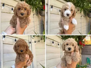 Cavapoo dogs 5 ⭐ Health tested Puppies 🐶 - Advert 1