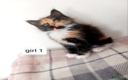 Mixed Breed cats for sale: Mainecoon and Forest Norwegian mixed kittens - Image 4