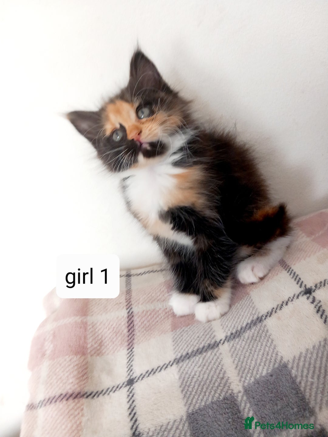 Mixed Breed cats for sale: Mainecoon and Forest Norwegian mixed kittens - Image 4