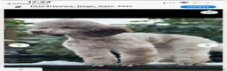 Cockapoo dogs for sale: Quality F1 pups in the west mids beautiful pups - Advert 4