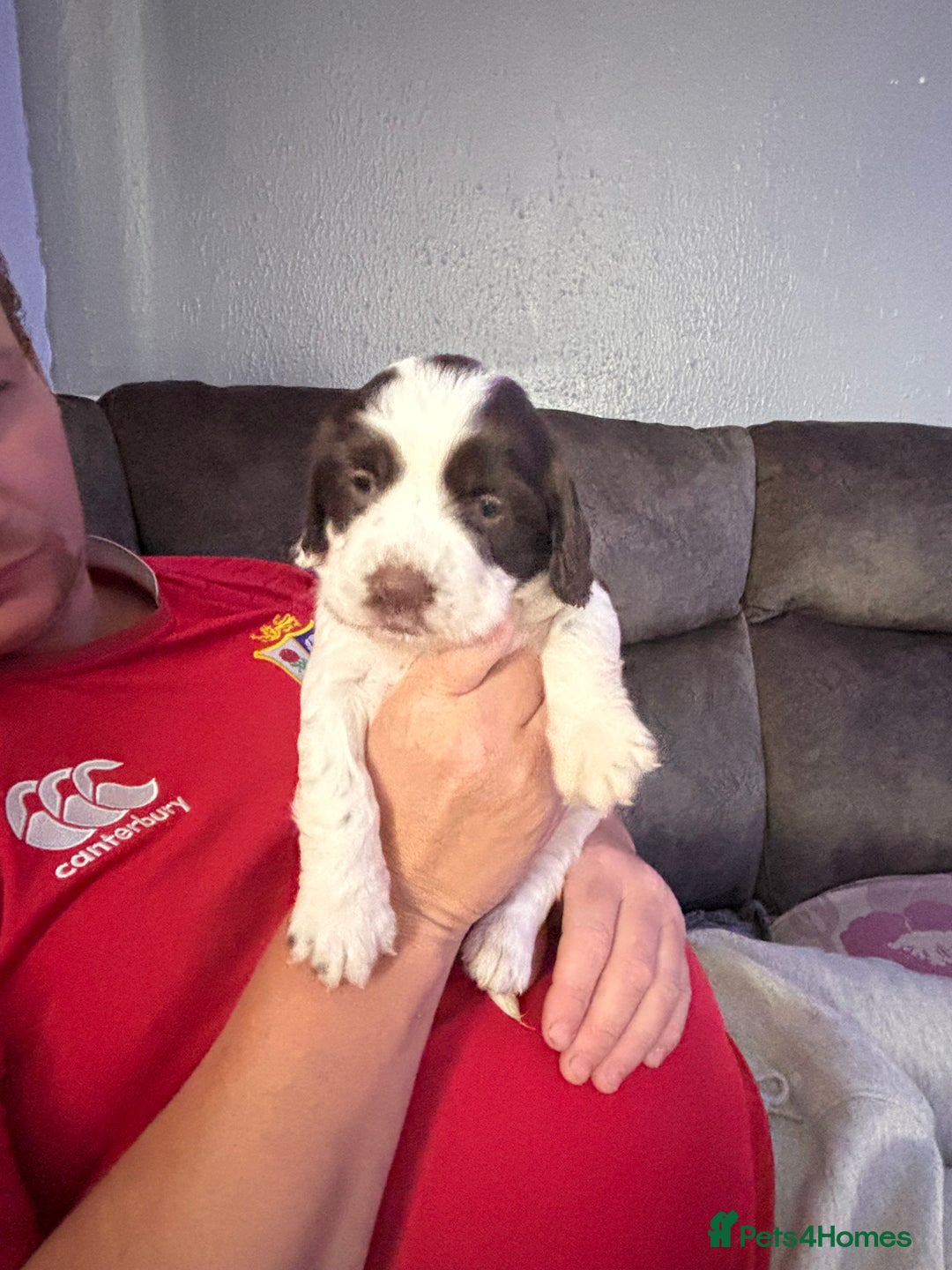 English Springer Spaniel dogs for sale: Beautiful English Springer Spaniel Puppies  - Image 12