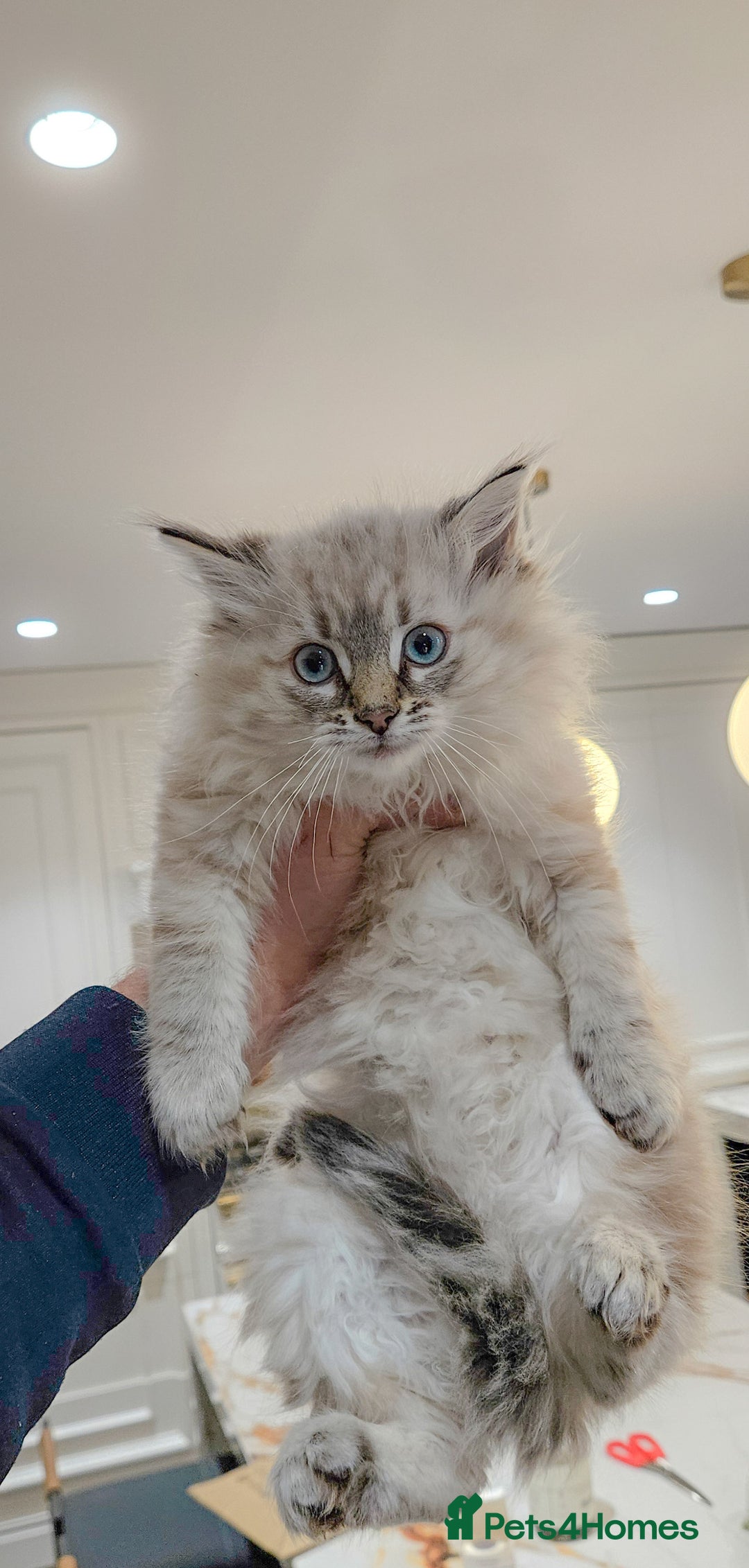 Siberian cats for sale: White and tabby Available!! Pure Siberian Kittens! - Advert 6