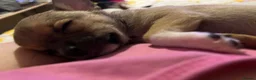 Jack Chi dogs for sale: 2 puppies boys  in Slough - Advert 7