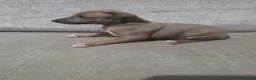 Italian Greyhound dogs for sale: Reduced! 2 Italian grey hounds boys available  - Advert 13