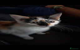 Mixed Breed cats for sale: Pika & pumkin - Image 1